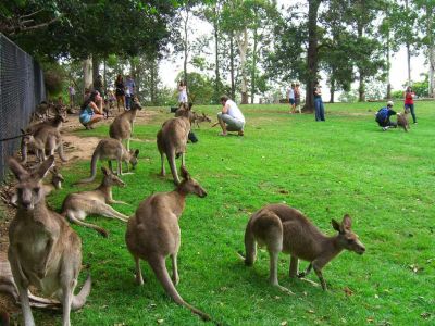 Lone Pine Koala Sanctuary 